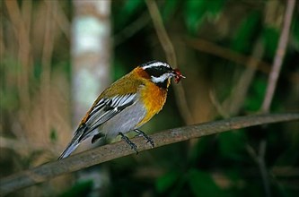 Stripe-Headed Tanager