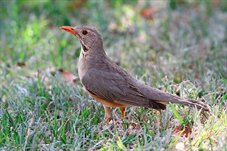 Kurrichane thrush