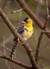 Yellow-breasted barbet