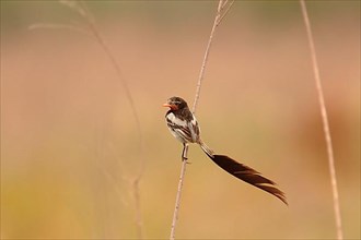 Strange-tailed adult tyrant