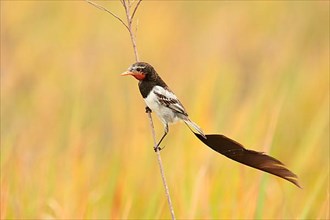 Strange-tailed adult tyrant