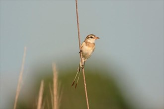 Strange-tailed Tyrant