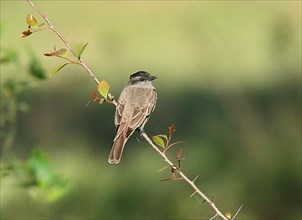 Crowned Slaty Flycatcher