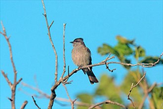 Crowned Slaty Flycatcher