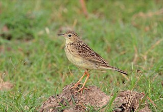 Yellow-spotted Pipit