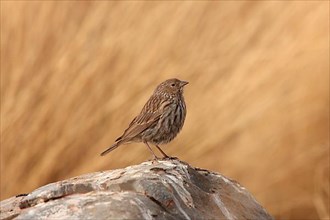 Plumbeous Sierra-finch