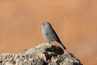 Plumbeous Sierra-finch