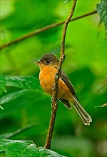 St. Lucia Pewee