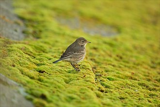 Pacific Pipit