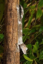 Leaf dwarf gecko