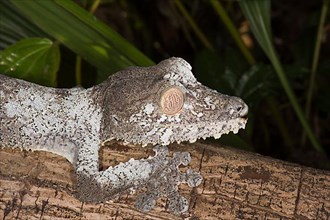 Leaf dwarf gecko