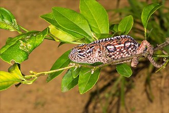 Female jewel chameleon