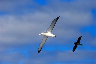Wandering Albatross and White-chinned white-chinned petrel