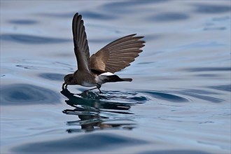 Elliot's or White Ventilated Storm Petrels Dance on the Sea