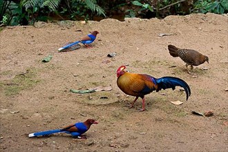 Ceylon Blue Magpie and Jungle Fowl