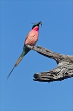 Southern carmine bee-eaters