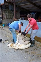 Shearing sheep