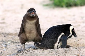 African penguin