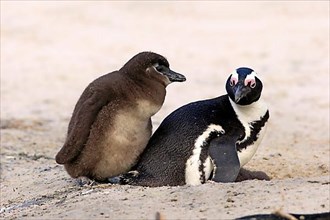 African penguin