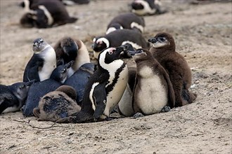 African penguin