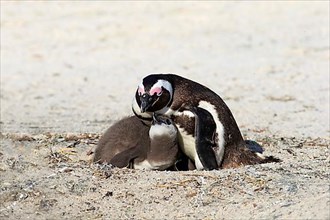 African penguin