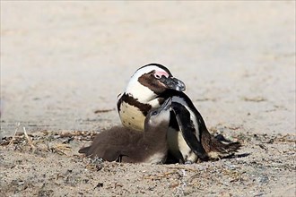 African penguin