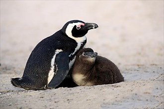 African penguin