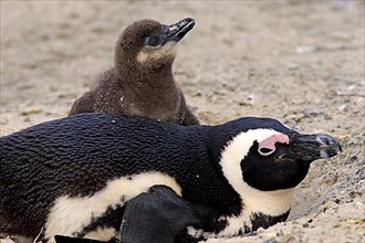 African penguin