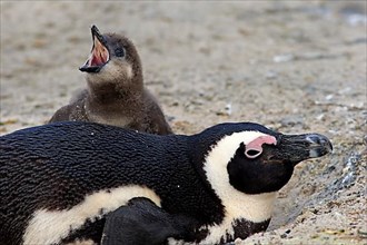 African penguin