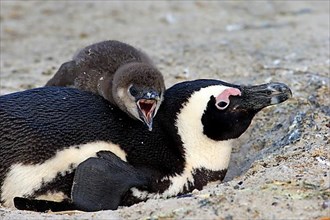 African penguin