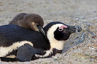 African penguin