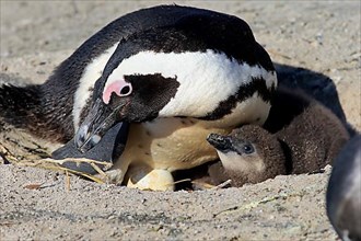 African penguin