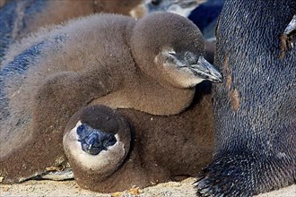 African penguin