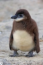 Gentoo african penguin