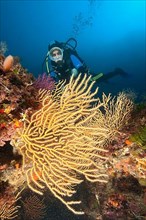 Diver and mediterranean fan coral