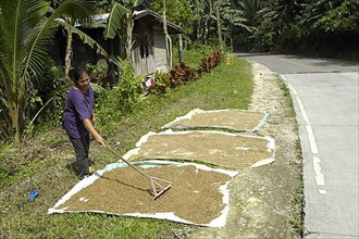 Woman drying rice by the road