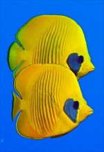 Maskarill mask butterfly fish