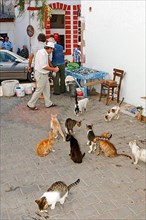 Cats in front of fish stall