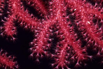 Mediterranean Fan Coral Polyp