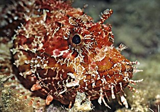Head portrait of Great red scorpionfish