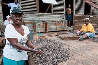 Workers drying cocoa beans on cocoa plantation