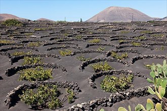 Winegrowing on Lava Earth