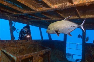 Diver and jackfish in wreck