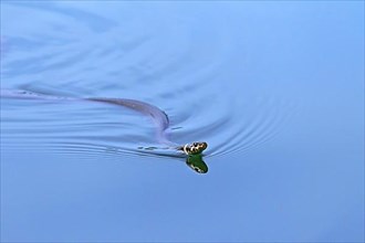 Grass snake