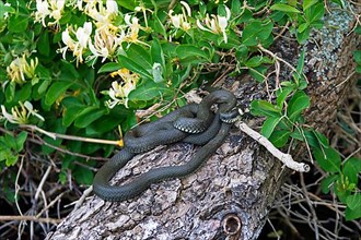 Two grass snakes