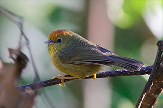 Rufous-capped Babbler