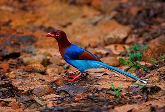 Ceylon Magpie