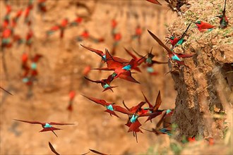 Flock of southern carmine bee-eaters