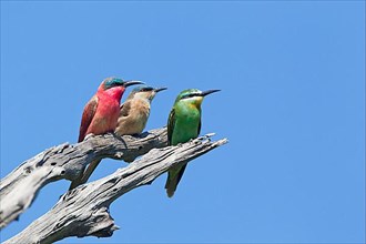 Southern southern carmine bee-eater