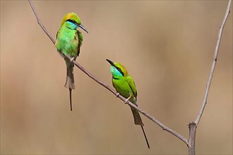 Small Green green bee-eater